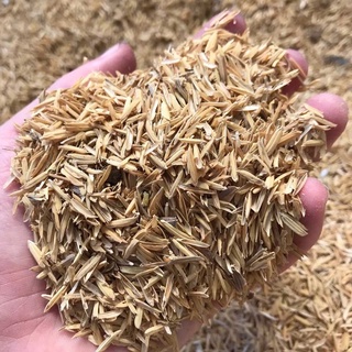 Vỏ trấu trồng cây- trấu vàng, trấu sống-giá thể trồng cây