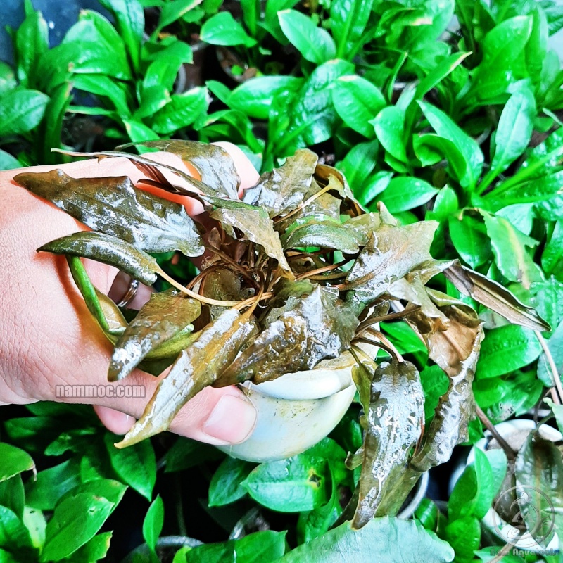 Cây Tiêu Thảo Nâu || Cây Thuỷ Sinh Dễ Trồng - Hút Độc Tố và Chịu Được pH Cao Cho Hồ Tép Sula