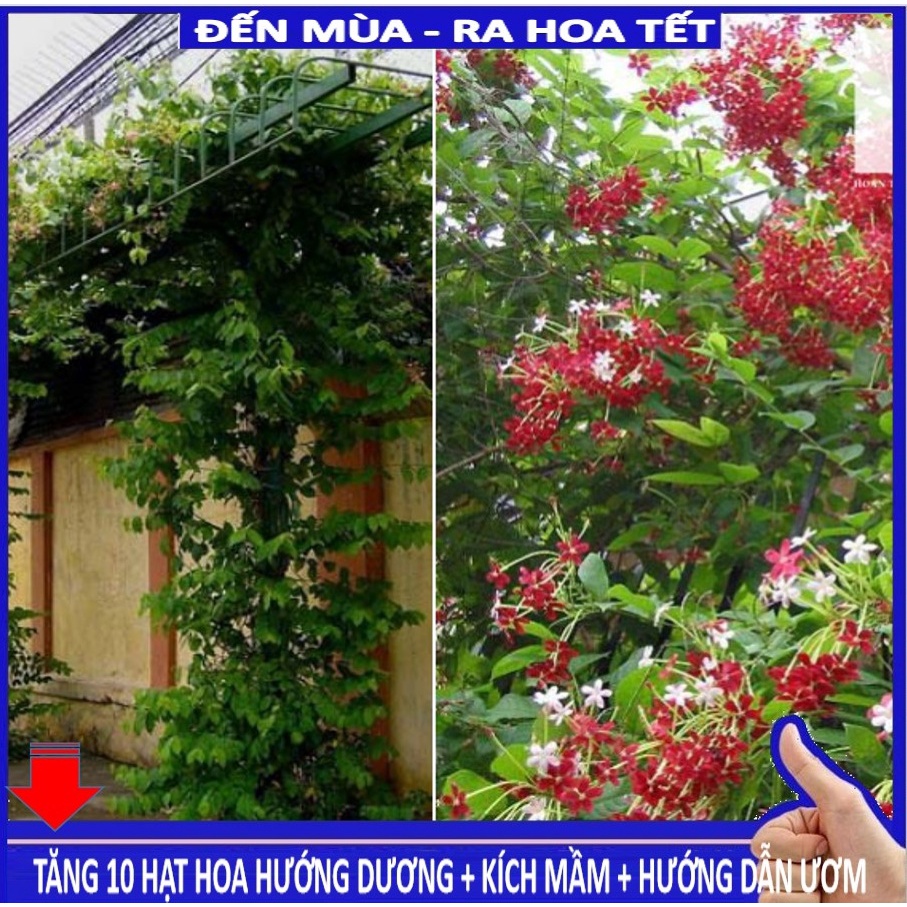 Shop 1k - Hạt giống hoa sử quân tử GÓI 10 HẠT (tặng kèm Thuốc kích mầm + 5 hạt hướng dương lùn siêu bông)