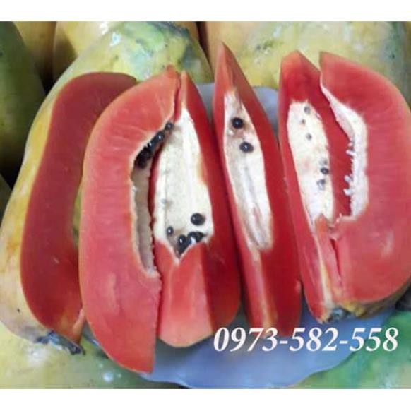 Hạt Giống Đu Đủ Lùn Ruột Đỏ Trái Lớn 5 HẠT