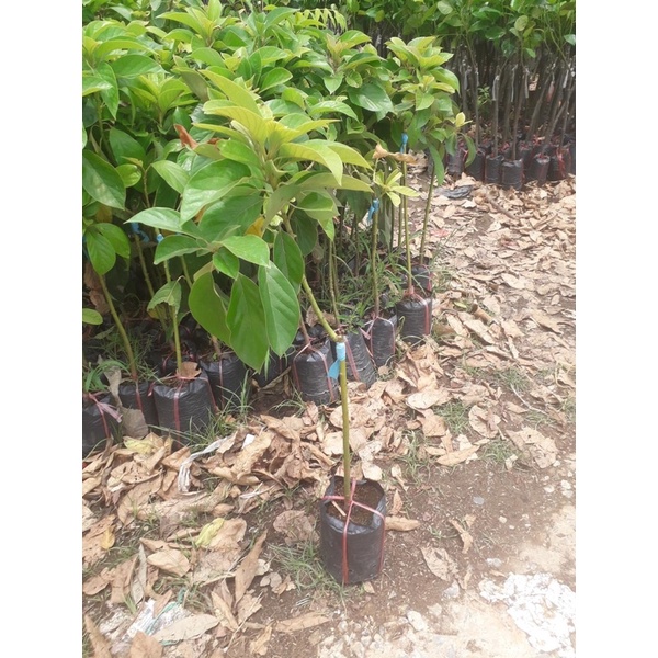 Cây bơ giống cho quả nhanh