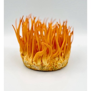 Mua 3 tặng 2 - Combo 5 hộp 180gr Đông trùng hạ thảo tươi Mộc Mạc Garden