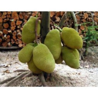 Cây Giống Mít Dai