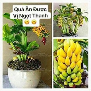 Cây chuối cảnh mini (hàng nhập khẩu)