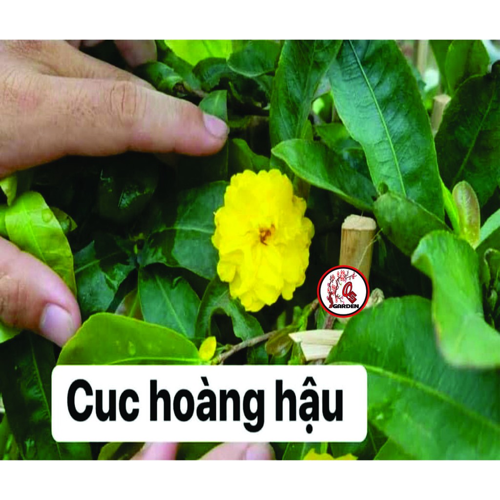 Hoa mai ghép cúc hoàng hậu bông chuẩn
