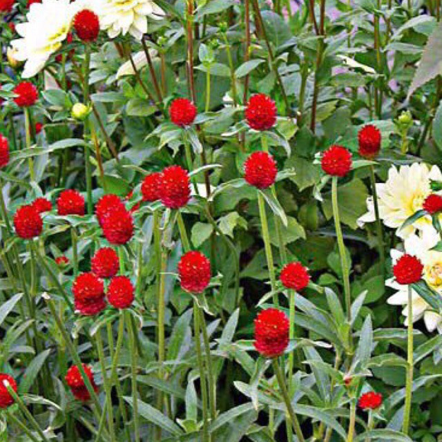 [Gói 150 hạt] Hạt Giống Hoa Cúc Bách Nhật Đỏ F1 Loại Siêu Dễ Trồng, Hoa Nở Đẹp Tặng kèm Hướng Dẫn Trồng