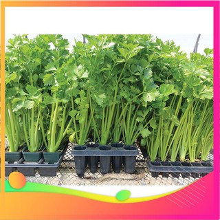 Hạt giống cần tây -100 hạt vietgar