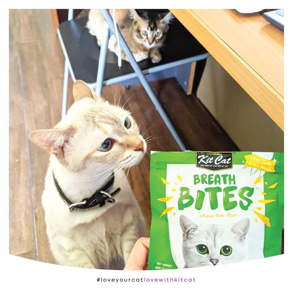 Bánh thưởng cho mèo Kit cat breath bite 60g, thức ăn snack vặt sạch răng thơm miệng Con Mèo Xiêm