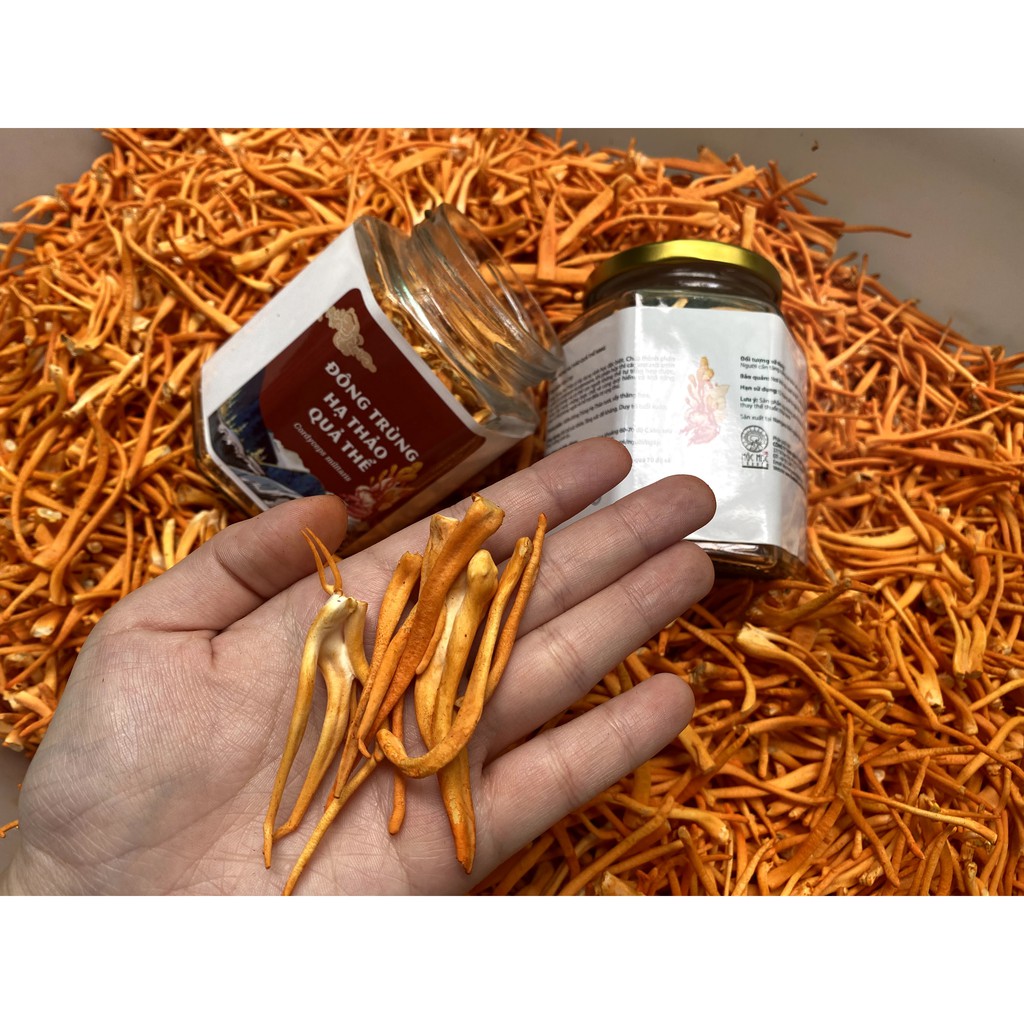 (10gr) Đông Trùng Hạ Thảo Sấy Thăng Hoa Cao cấp | BigBuy360 - bigbuy360.vn