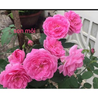 Cành chiết hồng cổ son môi