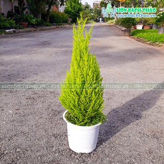 Cây Tùng Thơm trang trí Noel Giáng sinh đẹp