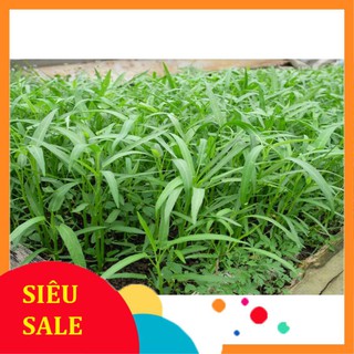 Hạt Giống Rau Muống Lá Tre Thái Lan - [MUA 3 TẶNG 1 CÙNG LOẠI] - Dễ Trồng, Năng Suất Cao