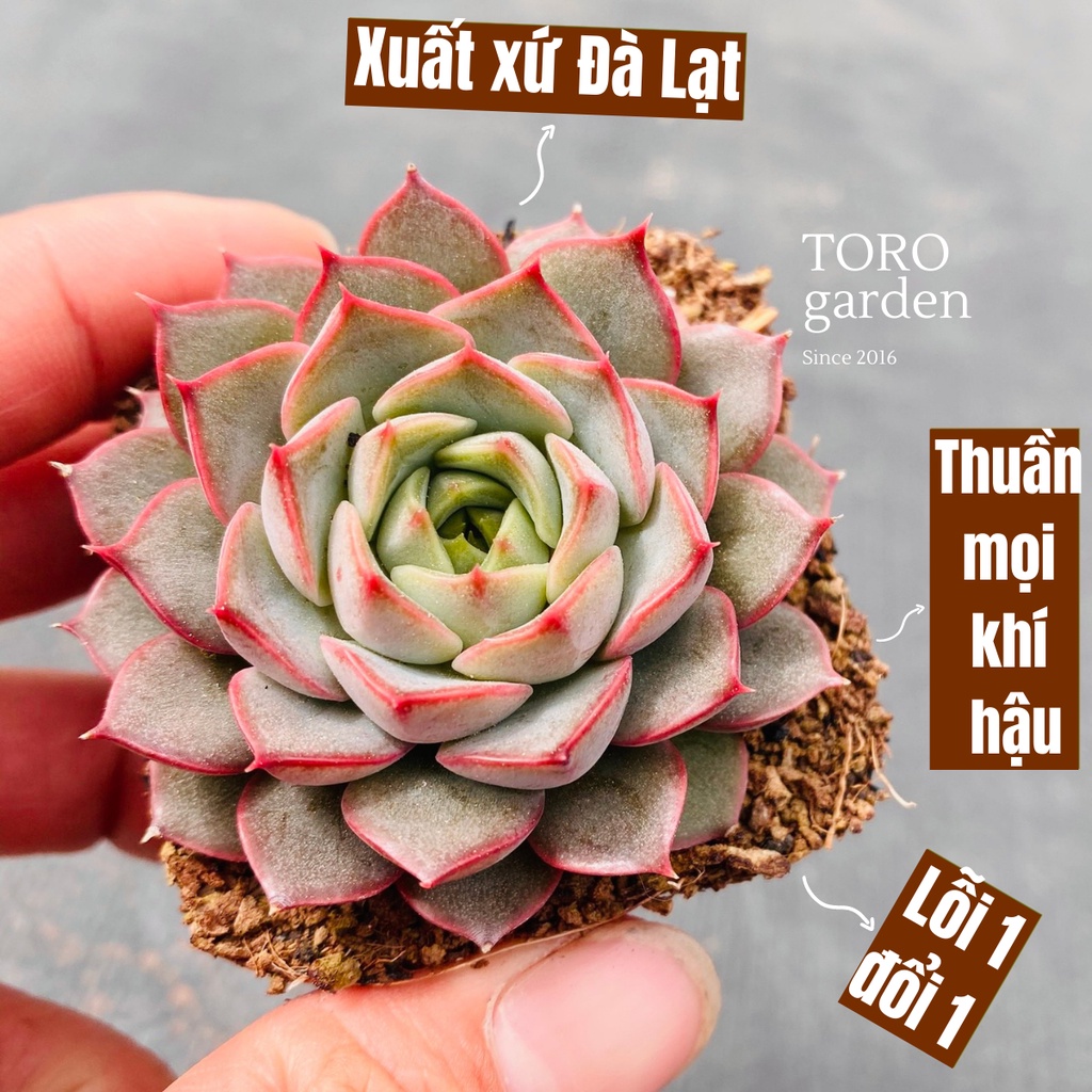 Sen đá hoa hồng đỏ Đà Lạt size bầu 4x4cm cây cảnh trang trí nhà cửa Toro garden