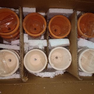 Chậu đất nung 9cm x 9cm