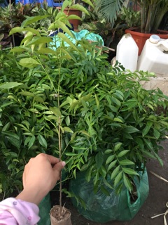 Cây móc mật com bo 5 cây 99