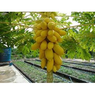 [GIÁ GỐC] Hạt Giống Đu Đủ Vỏ Vàng - 5 hạt