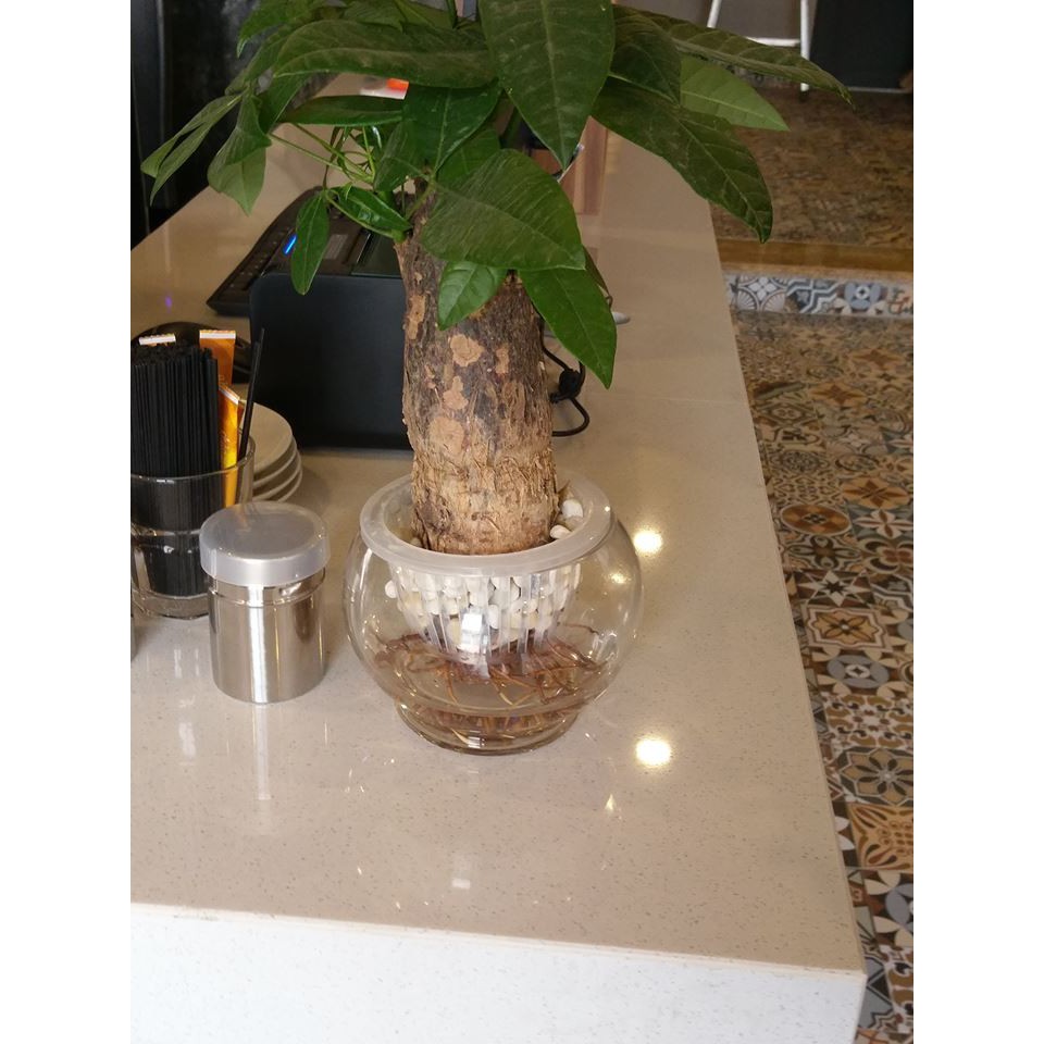 AZGRO Dinh Dưỡng Cho Cây Trồng - 1 bộ 2 chai