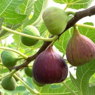 Cây sung mỹ