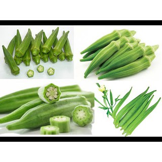 40 Hạt giống quả Đậu bắp Xanh KHUYẾN MẠI SHOP MỚI HẠ GIÁ SỈ