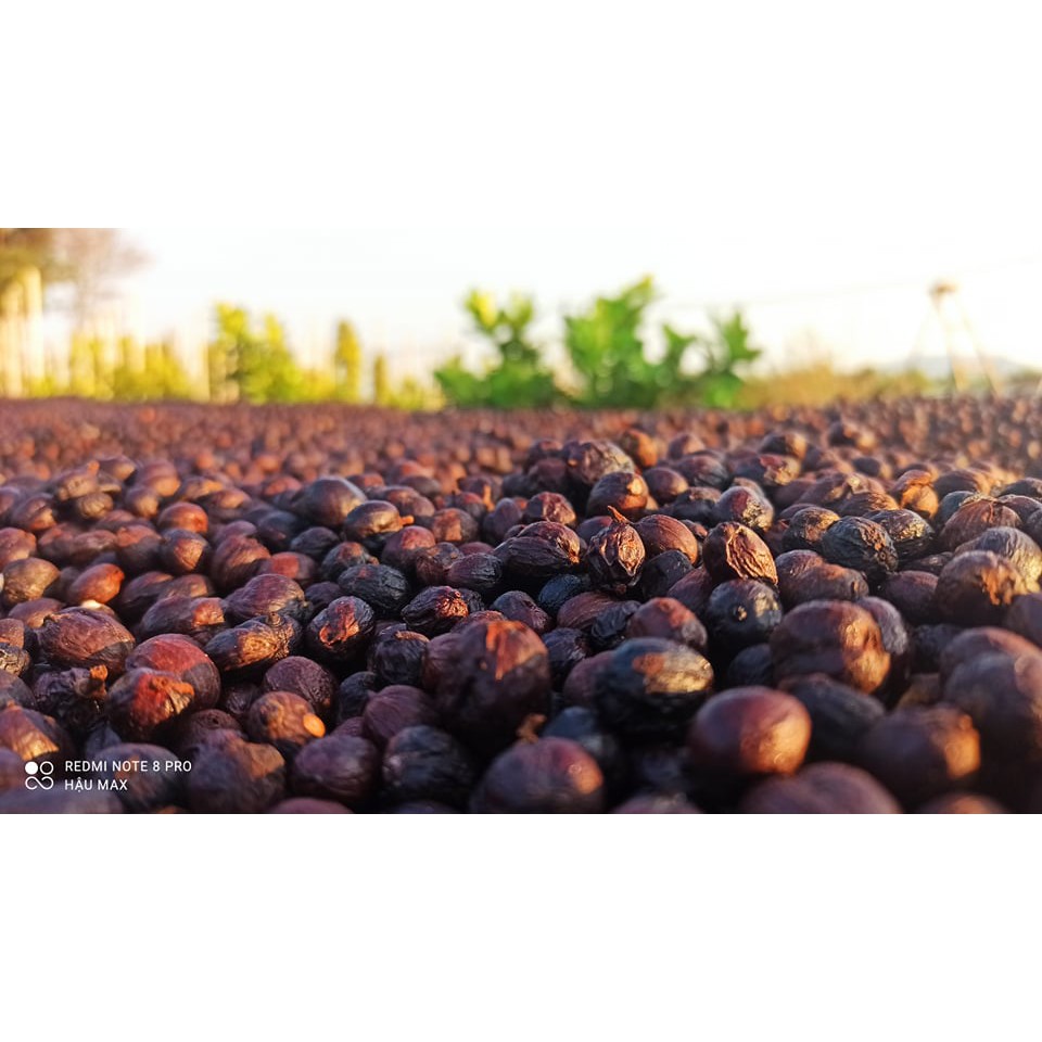 "1kg Cà phê nhân xanh s16 s18 ROBUSTA , FINE RO 81.75 điểm Gia Lai"