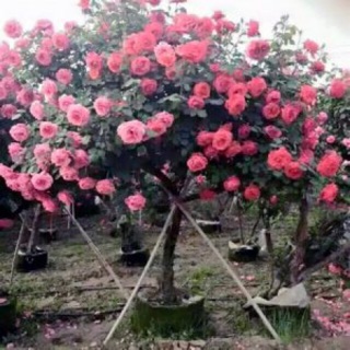 Cây hoa hồng cổ sapa-siêu đẹp