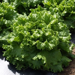 [Hạt giống chịu nhiệt] 6.000 Hạt giống xà lách xoăn xanh Thái Lan chịu nhiệt_ Nảy 99%