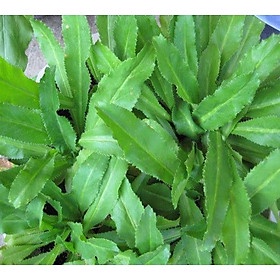 Hạt giống rau mùi tàu răng cưa (Ngò gai) Thái lan nhập nguyên gói 1gr (~2000 hạt) (mùi tầu thơm Foetio Eryngium)