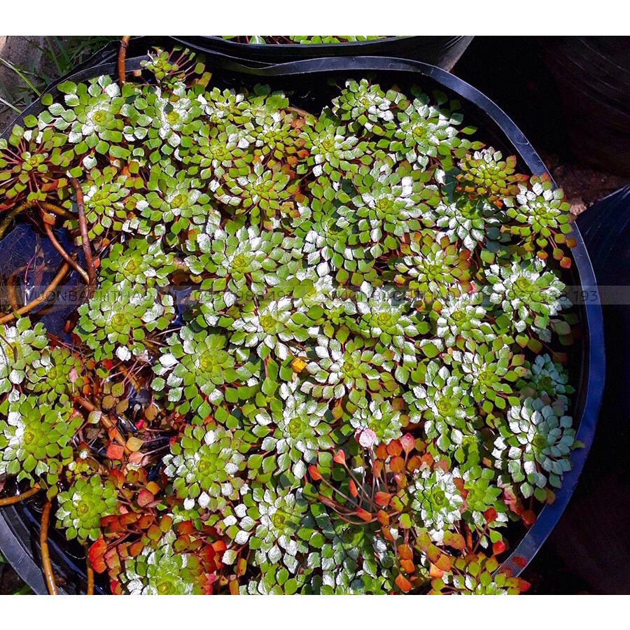 Cây Thủy Sinh Ấu Thái
