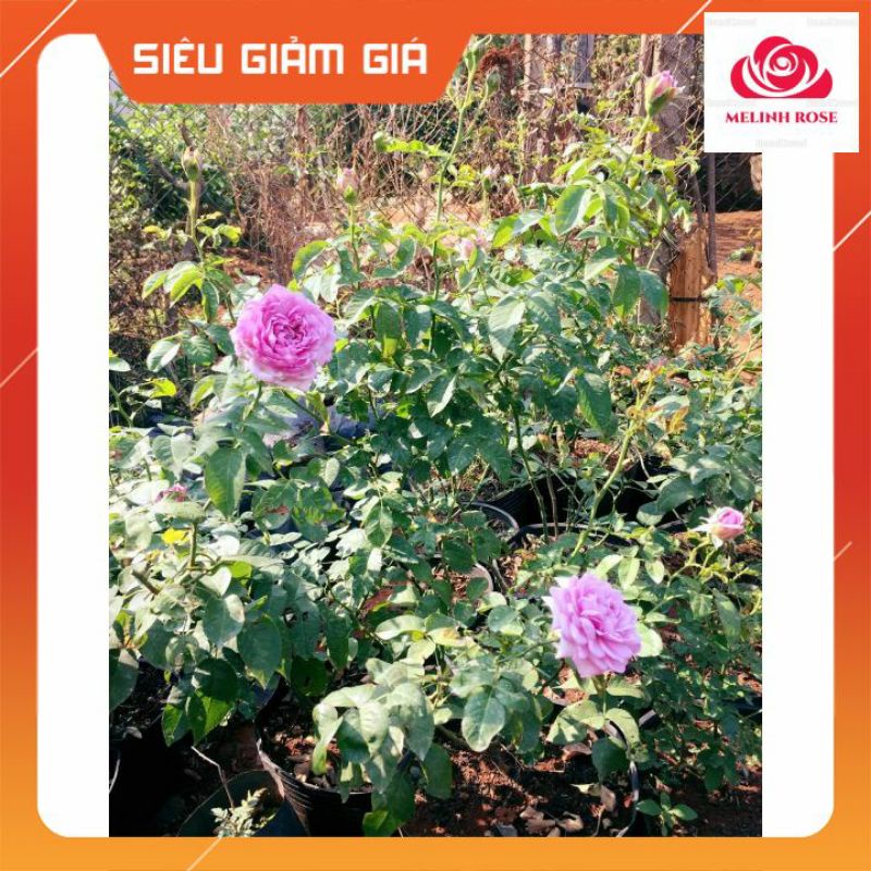 Hoa hồng ngoại Blue Sky- Sắc tím lavender lãng mạn chinh phục bao con tim yêu hồng-Vườn Hoa Melinhrose