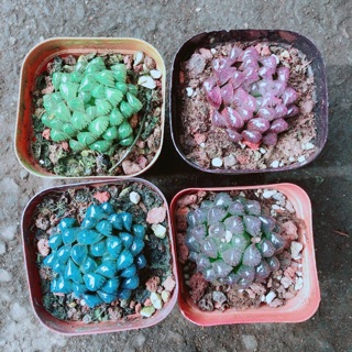 Kim cương 55k/cây