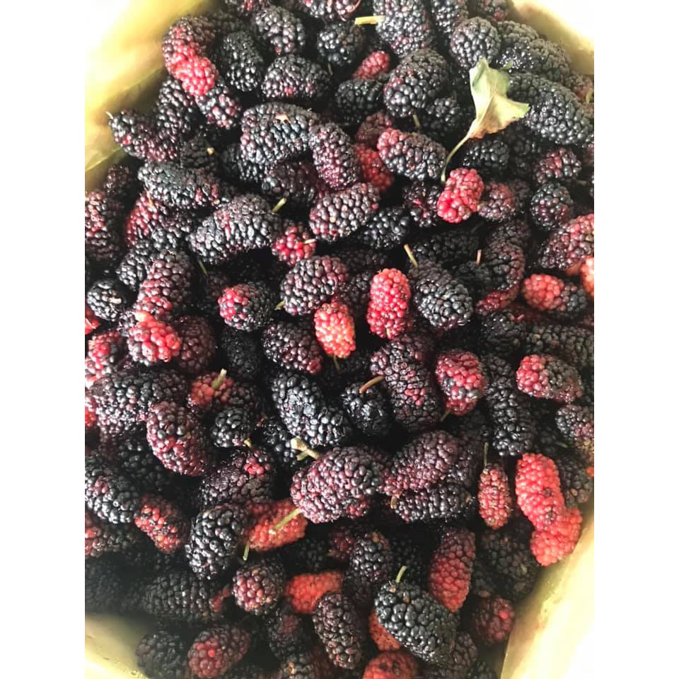 Dâu tằm ngâm đường phèn 1 kg, dâu tằm đà lạt ngâm đường phèn làm nước giải khát