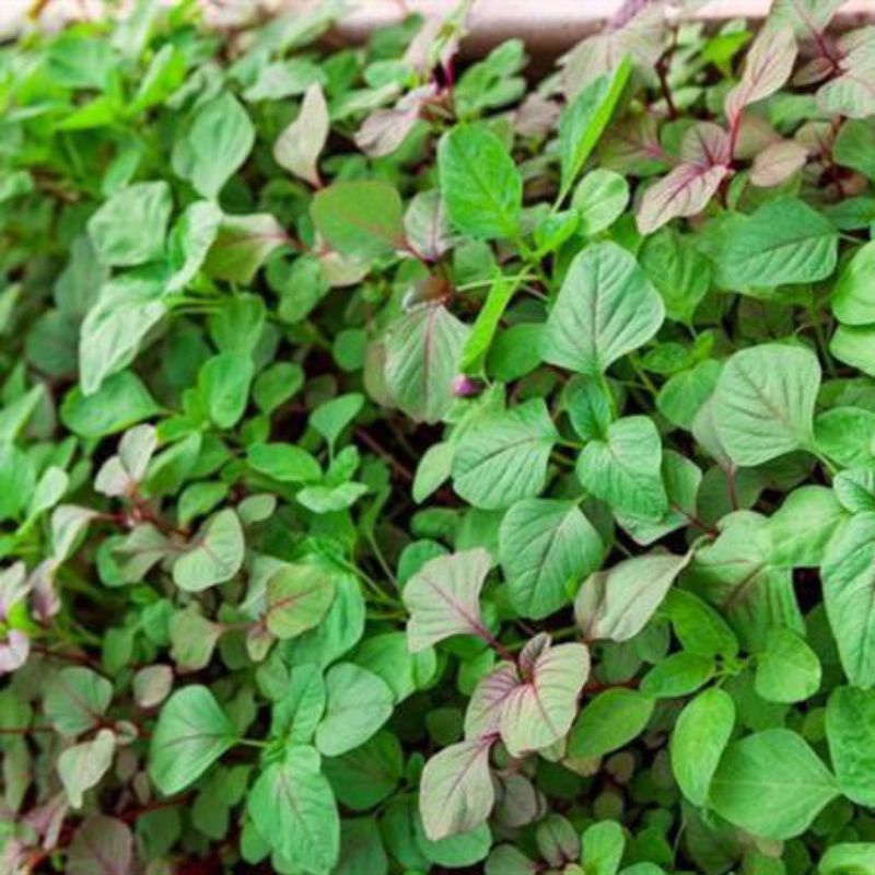Hạt giống rau dền ba màu.