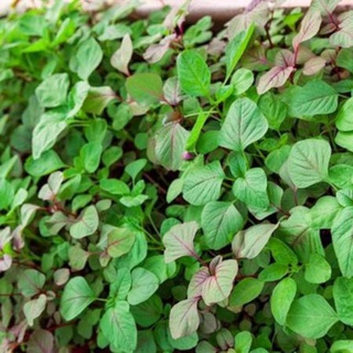 Hạt giống rau dền 3 màu 20gr
