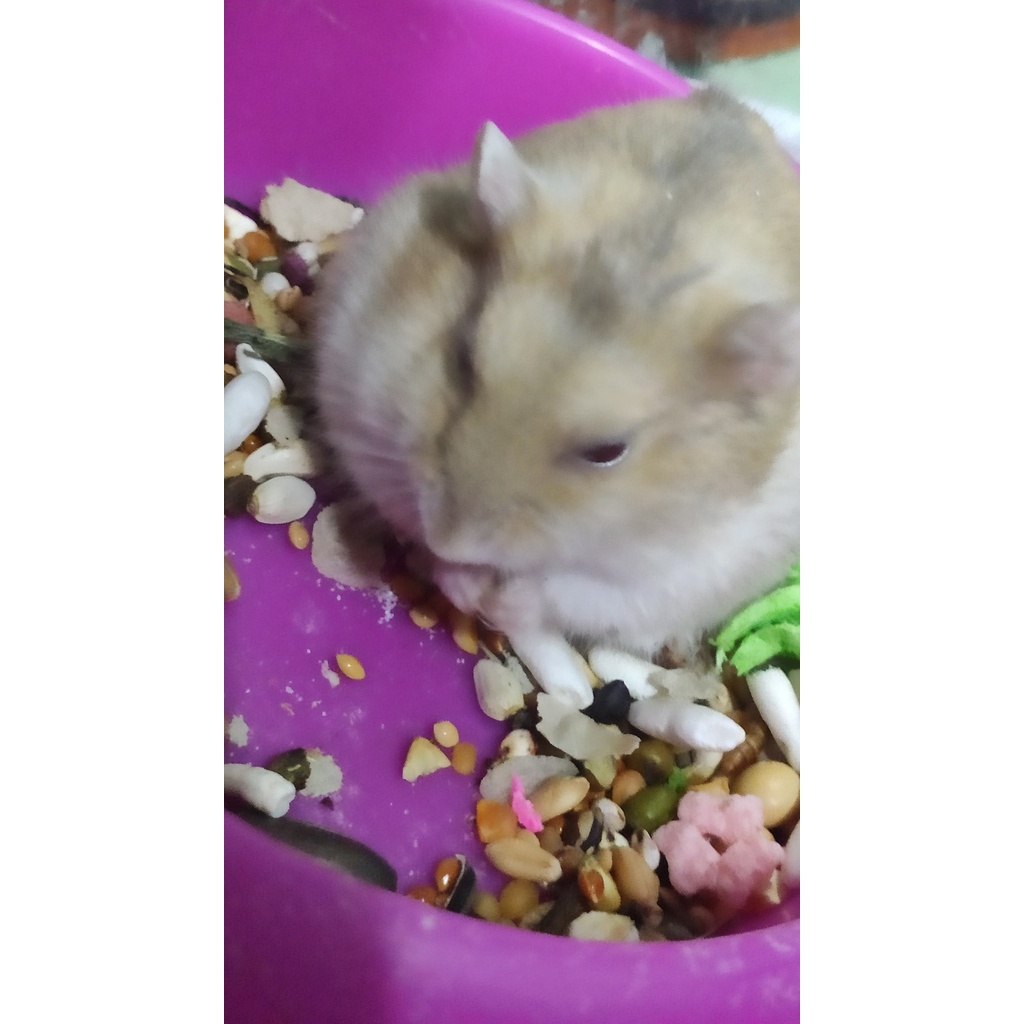 Thức Ăn Dinh Dưỡng Ngon Cho Hamster Có sâu Khô 500g