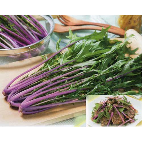 Hạt giống Cải Đuôi Phụng Tím - Mizuna tím Nhật Bản