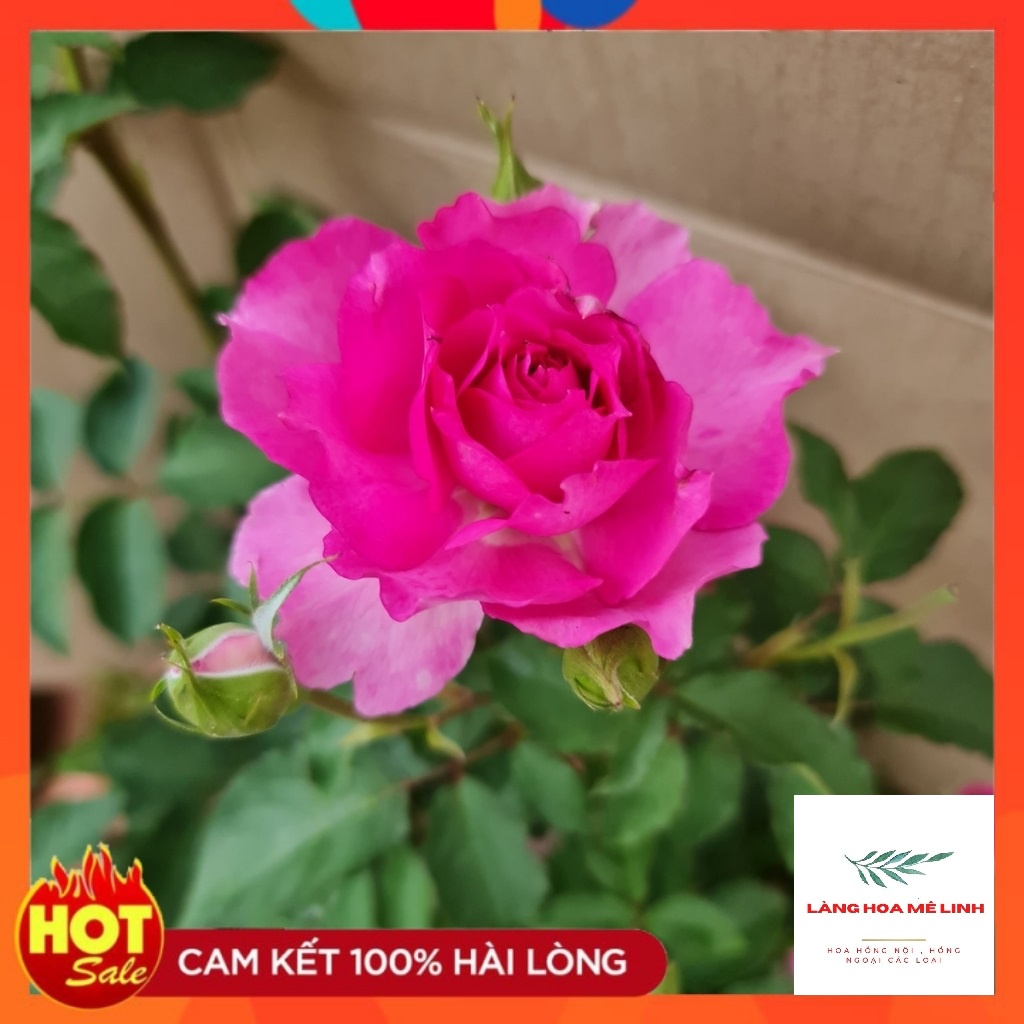 Bông hồng Nhật đẹp nhất được nhiều người ưa chuộng.