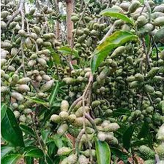 Giống cây Dổi ghép 3 năm ra Quả
