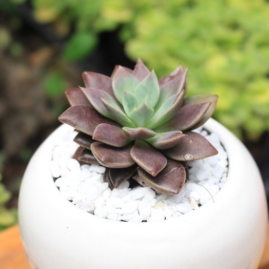 Sen đá Mặt Trăng Full Size đã thuần khí hậu, sen đá vỉ size mini để bàn, Siêu khỏe, trang trí decor phòng