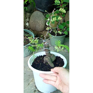 Cây me bonsai mini
