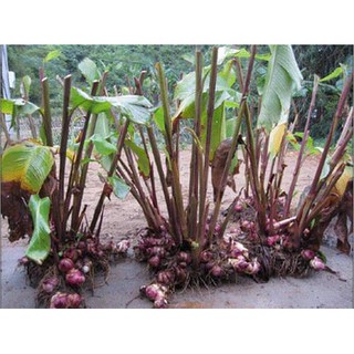 conbo 5 gốc cây dong riềng ( củ chuối, môn chuối)