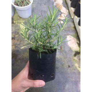 Cây hương thảo mini để bàn làm việc