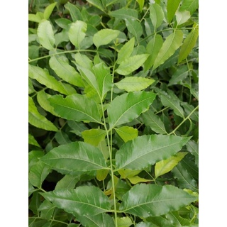 cây sầu đâu
