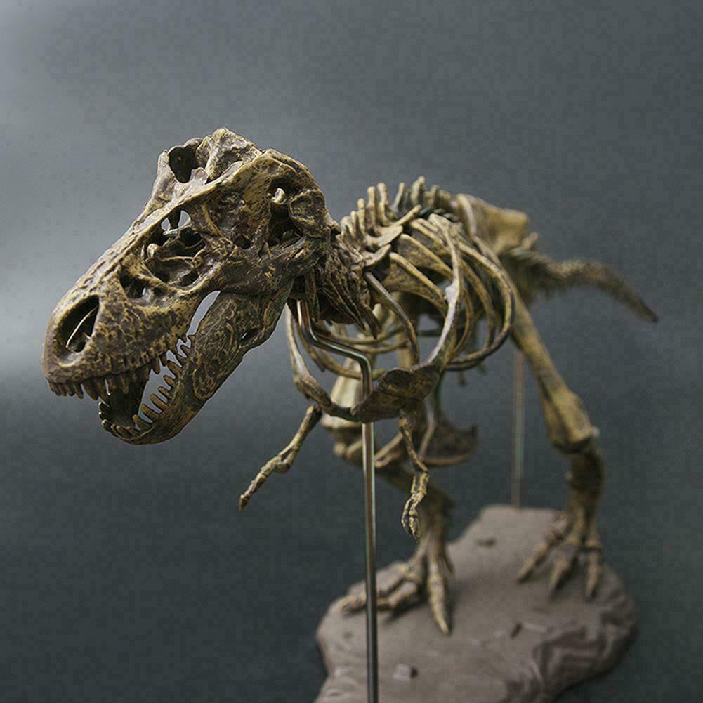 Large T Rex Tyrannosaurus Dinosaur 4d Assembled Skeleton Fossil Model Decoration