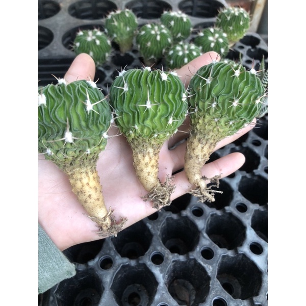 Xương rồng trúc ngọc