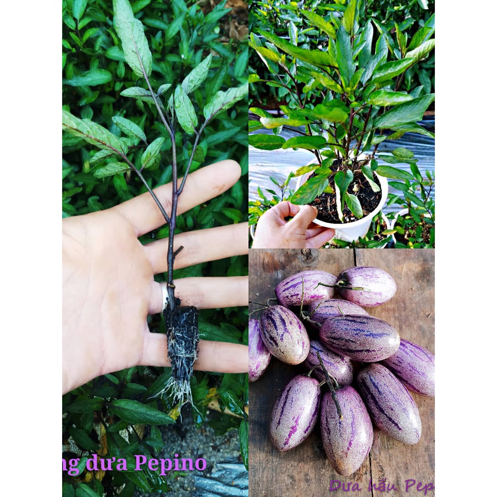 Chậu giống dưa hấu pepino tím