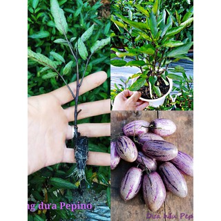 Chậu giống dưa hấu pepino tím