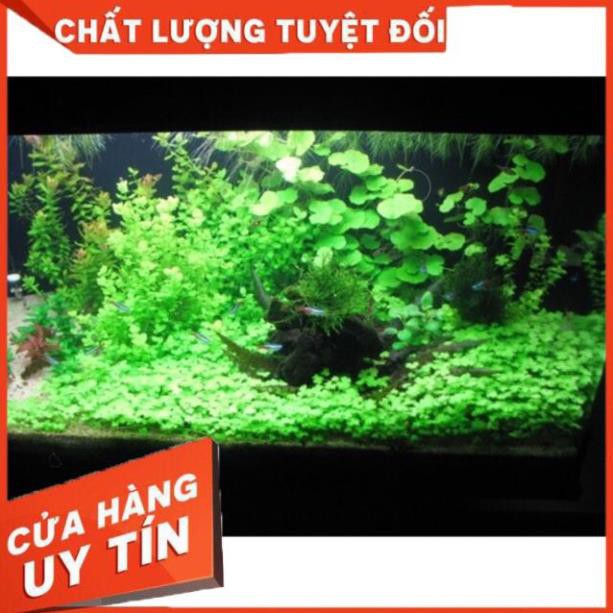 [Gía hủy diệt] Rau Má Hương Thuỷ Sinh - Trải Nền Cực Đẹp