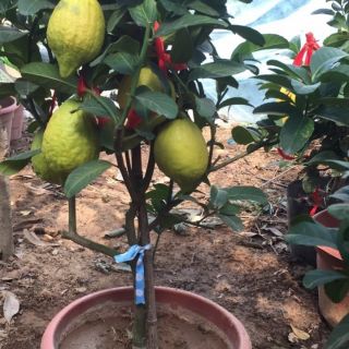 Cây chanh vàng Mỹ giống cho quả sau 6 tháng