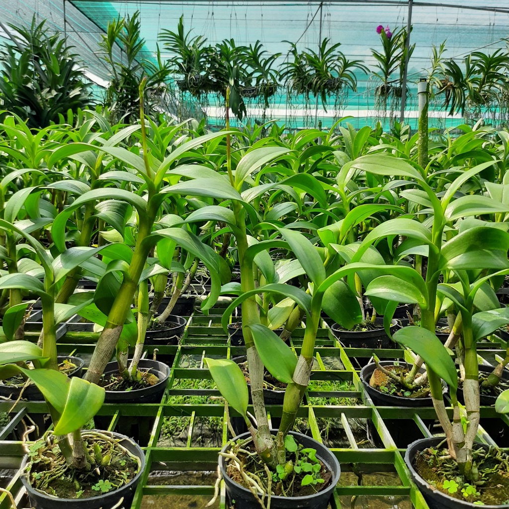 Hoa Lan Dendro Nắng Thỏ Vàng