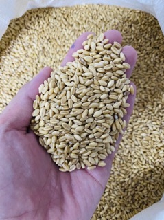 2kg hạt lúa mì (lúa mạch) vàng, hạt đẹp tỉ lệ nảy mầm cao.